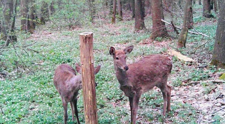 Буде поповнення: у волинських лісах помітили вагітних олениць (фото)