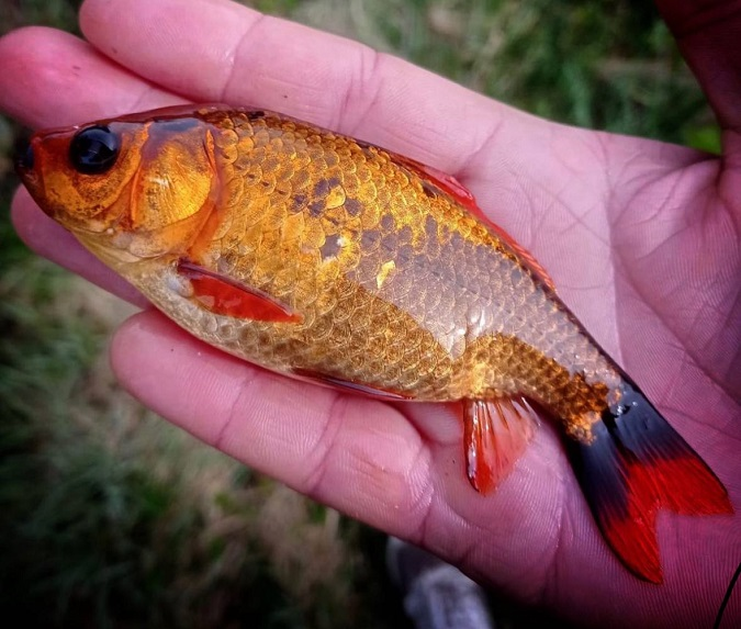 На Волині рибалка спіймав «золоту» рибку (фото)