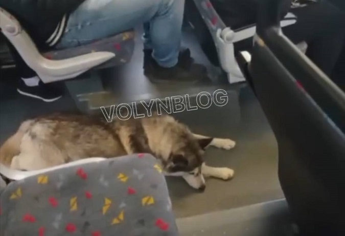 У Луцьку сумний собака «катається» автобусом (відео)