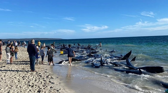 В Австралії викинулися на берег 160 китів: більшість врятували – десятки загинули (фото)