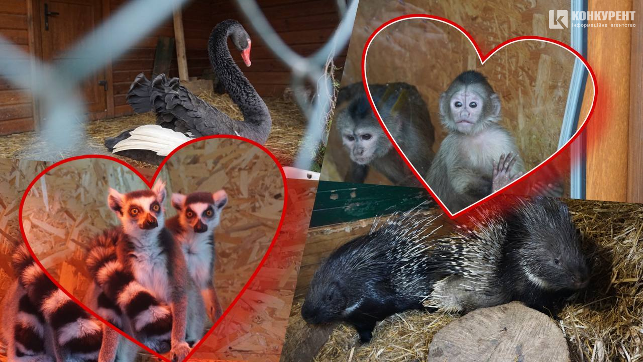 Тваринки-валентинки: історії закоханих пар Луцького зоопарку (фото)